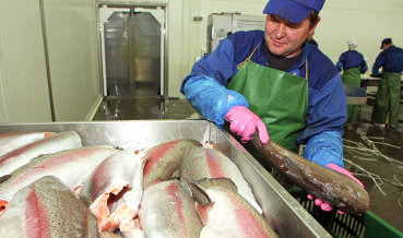 Минск проверит всех рыбопереработчиков из-за норвежской контрабанды