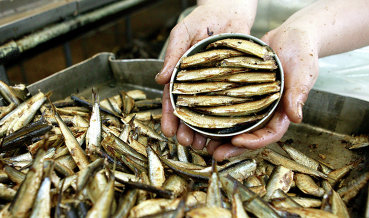 СМИ: Запрет РФ на импорт рыбной продукции из Латвии ударит по отрасли