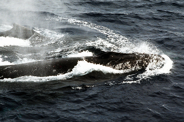 Япония хочет восстановить коммерческий лов китов