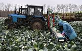 Уборка овощей в Новосибирской области