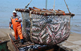 Рыболовецкое хозяйство на Камчатке