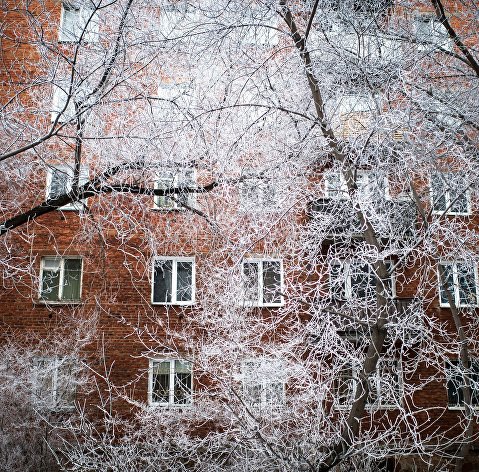 Заснеженные деревья в Омске