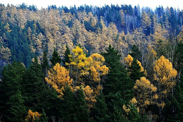 Японская Iida Group сообщила о приобретении 75% акций российской компании Russia Forest Products