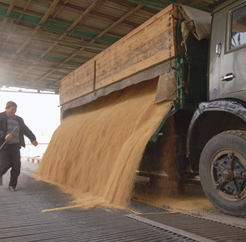 Выгрузка риса в зернохранилище