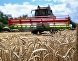 Уборка урожая пшеницы в Крыму