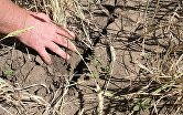 Правительство РФ выделит до конца года пострадавшим от засухи предприятиям АПК 6 млрд руб