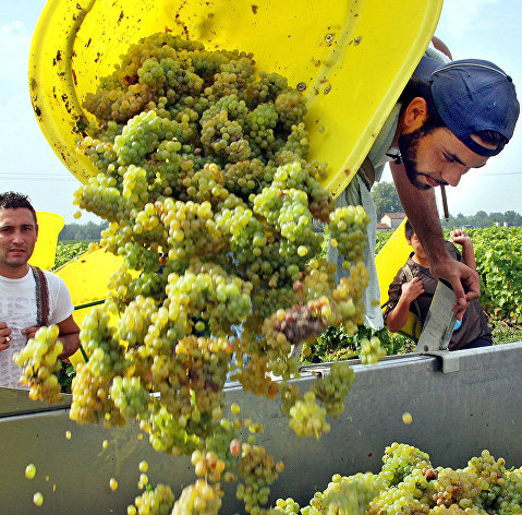 Сезонные рабочие собирают урожай белого винограда